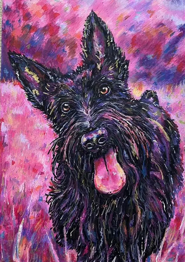 Pet portrait of a black Scottish terrier with tall ears, tongue out, on pink.