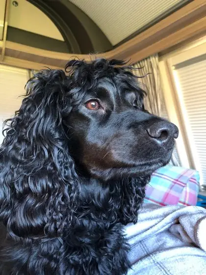Owner’s photograph of a black curly-coated spaniel.